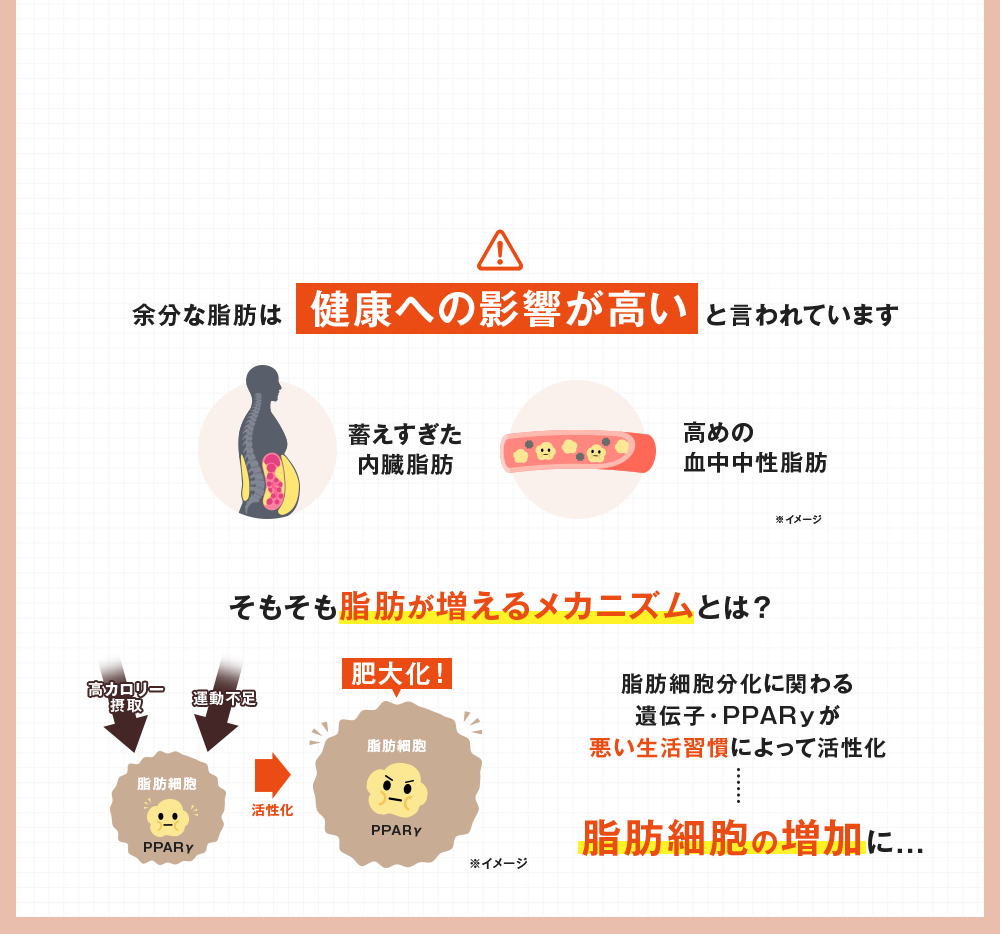 余分な脂肪は健康への影響が高いと言われています