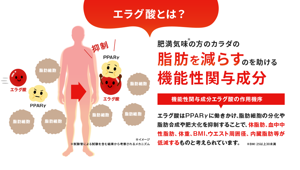 エラグ酸とは?