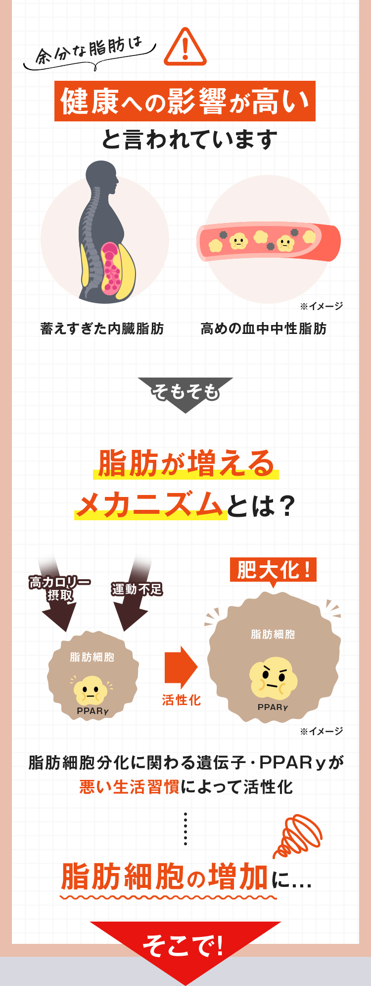 余分な脂肪は健康への影響が高いと言われています