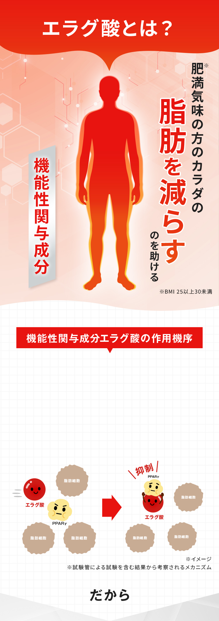 エラグ酸とは?